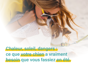 Chaleur, soleil, dangers : ce que votre chien a vraiment besoin que vous fassiez en été​
